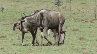 Newborn Wildebeest