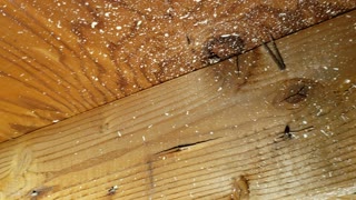 Termites Found at Home Inspection