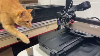 Cat and Printer