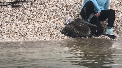 Pelican Freed From Fishing Line Predicament