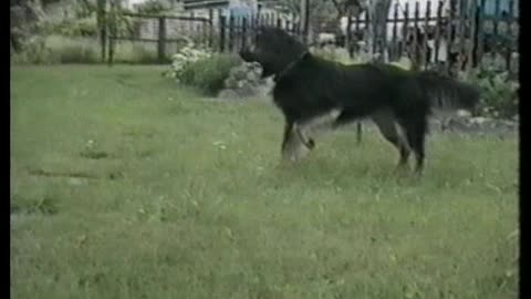 Dog Gets Freaked Out By Dalmatian Dog Statue