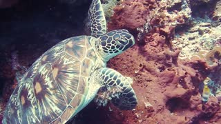 Hawksbill sea turtle in the Sea - man & camera