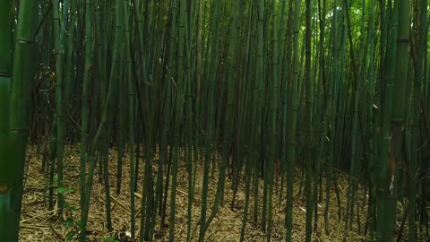 Beautiful Bamboo Forest