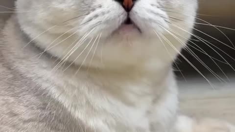 Cute cat famly video