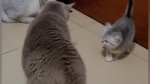 Funny cat 😺😺😺 video 😂😂😂