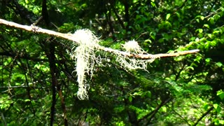 Old Man's Beard