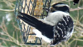 Hairy Woodpecker