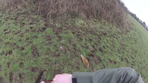 Hunting fox and pheasant in Ireland