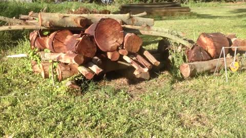 Wabbit in the woodpile