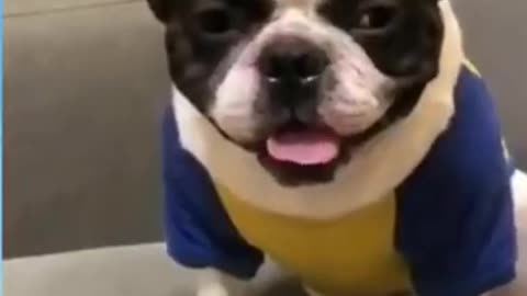 FUNNY CAT AND DOG😂😂😂❤️funny dog videos try not to laugh