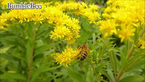 BumbleBee || Yellow Flowers || Meadow || Bees || Honey Bee || Nature