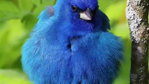 Bird singing