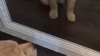 Golden retriever puppy sitting in front of mirror staring at itself