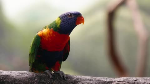 Parrots Perched on Tree Branch