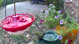 thirsty hummingbird