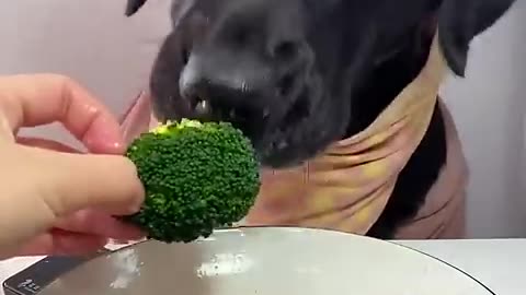CUTE DOG DEBUTE PLAN TASY FOOD FOR LABRADOR