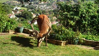 Beautiful Red Stag Wanders Into Yard