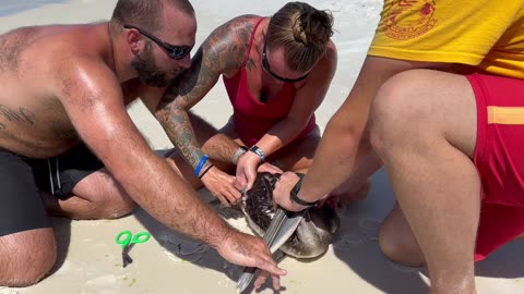 Pelican Rescued From Fisherman's Hook