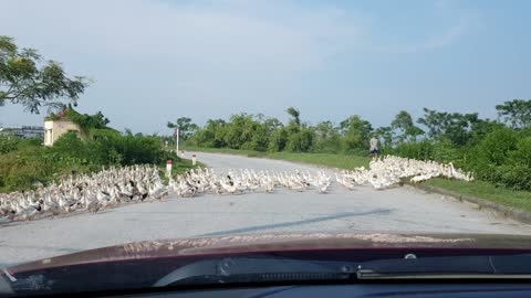 Duck Crossing