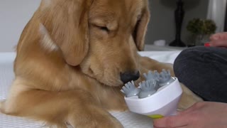 Doggo Doesn't Understand Head Massager