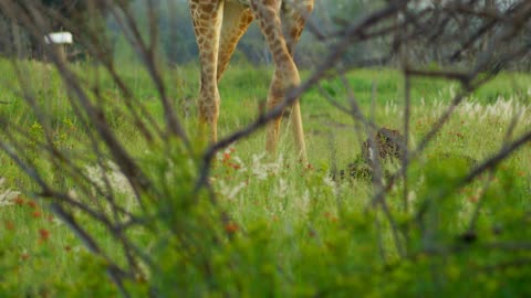 Still Shot of Giraffe Legs Walking Slowly Seen Through Branches and Grass