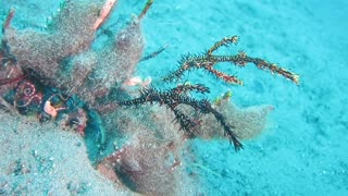 Strange Creatures Swim on Seabed