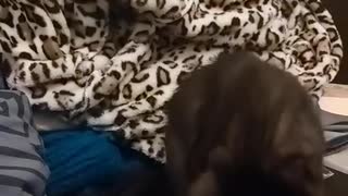 Kitten wants to be extra clean