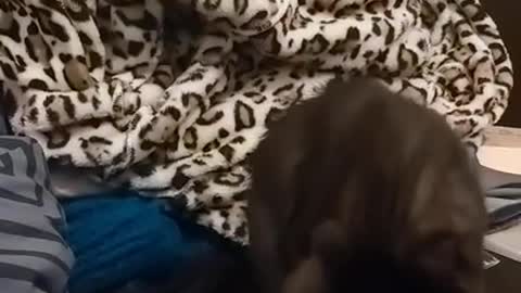 Kitten wants to be extra clean