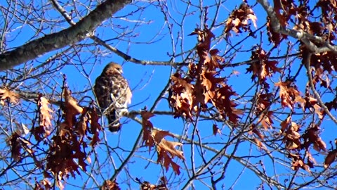 Red-shouldered hawk