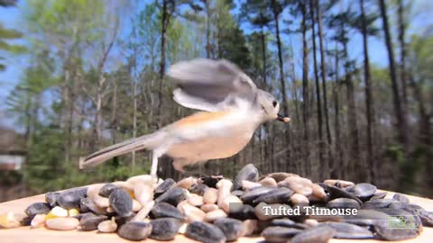 Tufted Titmouse - House Finch
