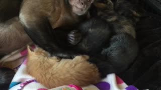 Capuchin Monkey and His Kitten Family