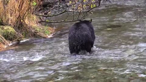 bear in the river