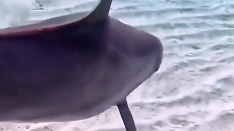 Dolphins have to dance when they hear music