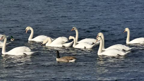 Graceful swans and washing waves on the