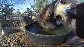 Harris's Hawks cooling off on a hot day