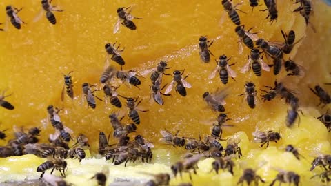 Bees and honey video stock footage