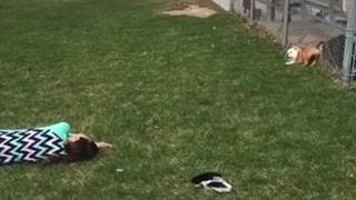 Baby Bulldog Chases Little Girl