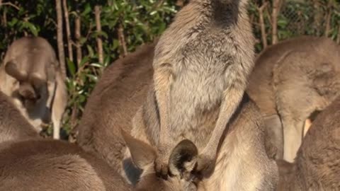 Big eyed kangaroo