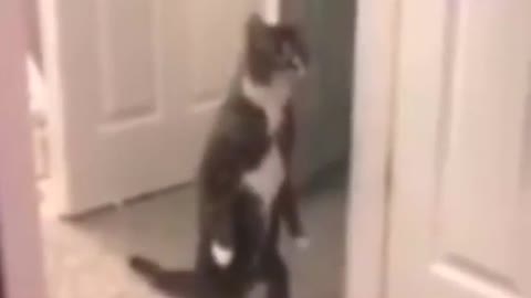 Funny cat video