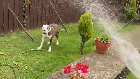 Dog Try’s to take on hosepipe