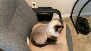 Crazy Cat Tricks by Xerxes Part 1