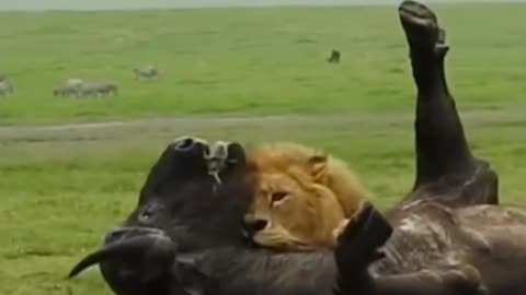 Lion attack Buffalo