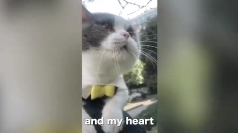 MY CAT SINGING A SONG !! WATCH OUT !!!