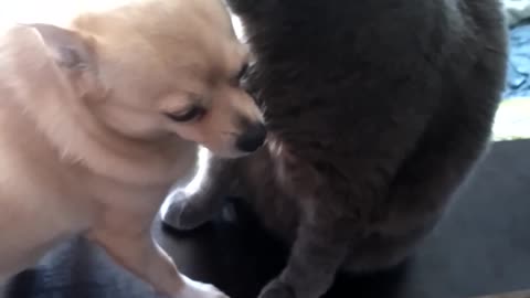 A cat licking a dog with great pleasure is friendship