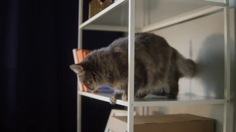 Cats playing on shelf close-up. Grey kitten sitting and resting near books, waving its paw.