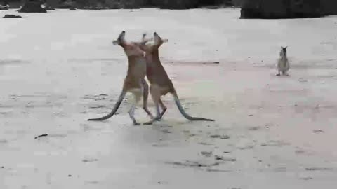 Kangaroo 🦘🦘 fight