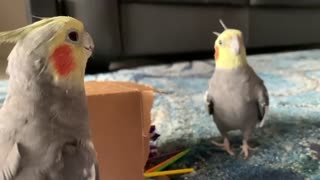 Cockatiel marches on queue every time other birdie makes "honking" sounds