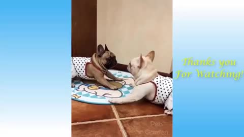 Soo funny cat and dog fun way complication so sweet video