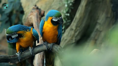 Brazil and its natural beauty, birds, animals, rivers