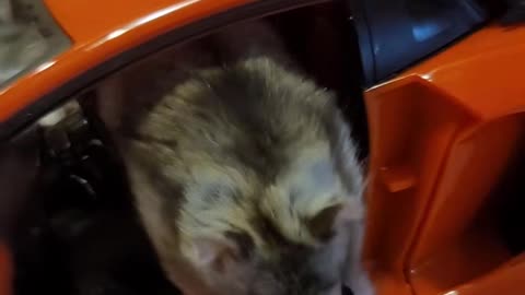 Hamsters riding a Ferrari 2